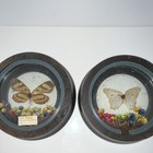 Set Of 2 Framed Butterfly moth Specimen Displays Round Frames Made In Brazil