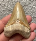 Megalodon Shark Tooth 2 56    Bone Valley Fossil
