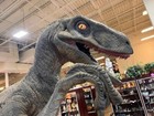 Jurassic Park world Universal Studios Theme Park Prop  life Size Velociraptor
