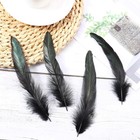 200 Pcs Black Rooster Tail Feathers 5-7  Bulk For Crafts  Costumes   Decor 