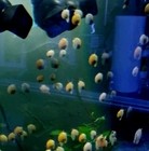 Live Freshwater Tropical Aquarium Snails Mixed Colors Beginner