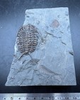 4 5 Cm Ceraurus Pleurexanthemus Trilobite Fossil Cobourg Fm Ontario Canada