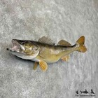  30987 El   28  Walleye Taxidermy Fish Mount For Sale