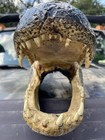 Gator Head 20 Inch From 12 Foot Wild Louisiana Gator