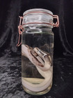 Pied Ball Python Wet Specimen Scientific Collectible