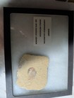 100 Mya Fossil Shrimp Carpopenaeus Callirostris Cretaceous Hajoula Lebanon   