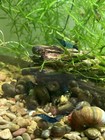 30  Algae Eating Ramshorn Snails  Aquarium Or Pond  Comes With Free Plant