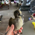 Real Duckling Skeleton Taxidermy Specimens Educational Display For Science Class