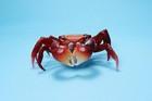 Bandai Diversity Of Life Crustaceans Red Clawed Crab Figure Us Seller New Nip
