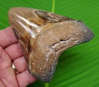 4 30      Megalodon Shark Tooth Real Fossil No Restorations Sharks Teeth