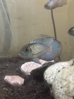 Rare Flower Horn Electric Blue Acara 4-5 Inch Live Tropical Rare Fish 