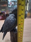 Black Raven On Tree Stump Gothic Bird Figurine Woodland Fantasy Decor