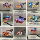 Live Betta Fish High Quality Halfmoon Plakat Koi- Wholesale Price For Limit Time