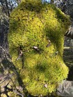 Live Fern Moss   Thuidium   Sheet Moss