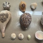Authentic Hawaiian Shells
