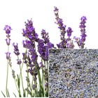Lavender Flowers  Ultra 