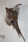 Flying Chinese Ringneck Pheasant Hen Rooster Taxidermy Log Cabin Decor Mount