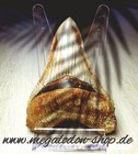 Extremely Sharp Serrated  Beautiful Colour  Megalodon Shark Tooth With 14 4 Cm Edge Length