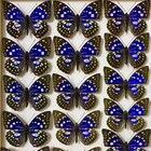 10 Pcs Real Butterfly Specimens Spread Wings A1-a- Diy Crafts Decor