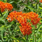 Butterfly Weed Seeds  Orange Milkweed  Pleurisy Root  Pollinators  Free Shipping
