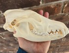 Real Coyote Skull With Extra  44  Teeth