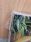 Vintage Malina Hook A Rug Kit Style   25 29 New Mushrooms Sealed