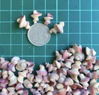 Sea Shell   From Japan   spiral Of A Snail Shell