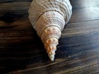 Florida Horse Conch   Triplofusus Giganteus    11 5 