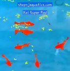 Vip Rare Koi Red Ear Super Red Breeding Adult Guppies - 1 Trio 1m 2f Usa Seller