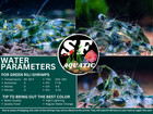 Sf Aquatic 10   1 Green Rili Neocaridina Aquarium Shrimp  Live Guarantee