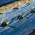 Farm Plastic Supply West Coast - Poly Cover Black Polyethylene Plastic Sheeting