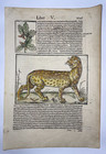 Panther   Tiger 1554 Sebastian Munster Unusual Antique View 16th Century