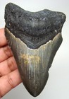 Megalodon Shark Tooth Real Fossil 3 72    - Shark Teeth No Restorations No Repairs