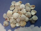 Wedding Cake Seashells  Craft Supply  Beach Decor  Beach Weddings flowers Ss-475