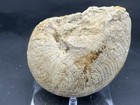 6    Texas Cretaceous Fossil Nautiloid  Cymatoceras Sp  Main St amazing Detail