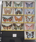 41 Ajman Stamps Lot  116