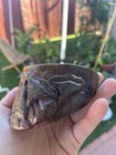 Chinese Old Carving Of Horse Hoof