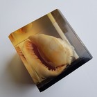 Lucite Conch Sea Shell Cube Mid Century Modern Decor Vintage Mcm Spain 9cm