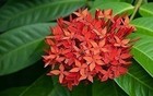 Ixora Taiwanese Red   3 Gallon   Ixora Coccinea   Low Maintenance   Hardy Plant