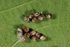12x Luna Moth Moth Eggs   Actias Luna   Live Feeder Insect Cocoons Eggs Bugs
