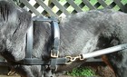 Dog Carting drafting Harness In Genuine Real Leather For Working helping Dogs