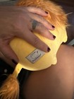  13  Pusheen The Lion Cat Plush Toy Yellow Body Orange Mane 