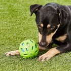 Crackle Ball Crunchy Noise Chew Fetch Toy For Dogs Color Random  Medium