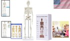 Compact 17 7    Mini Human Skeleton Model - Perfect For Study Decor   Learning