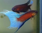 Live Betta Fish -paradise Fish  australian Red  1 Pair