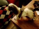 Early 1900 s Antique  brown   White  Cocker Spaniel Dog Statue   Figurine