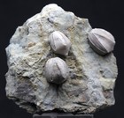 Blastoid Fossil Plate Sea Life Matrix Mineral Specimen Echinoderm Illinois Rare
