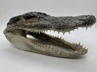 American Alligator Lg 5 - 7 Inches Genuine Real Documentation Included