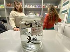 2 Live Leech Hirudo Verbana Aka    medical Leeches    Medium Size