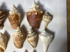 Sea Shell Lot 22 Prices Assortment 3 Inch To 1 Inch In Size Beautiful Colors